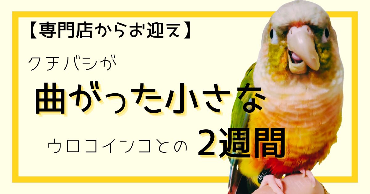 専門店からお迎え】クチバシが曲がった小さなウロコインコとの2週間 - Lubutangram/るぶたんぐらむ