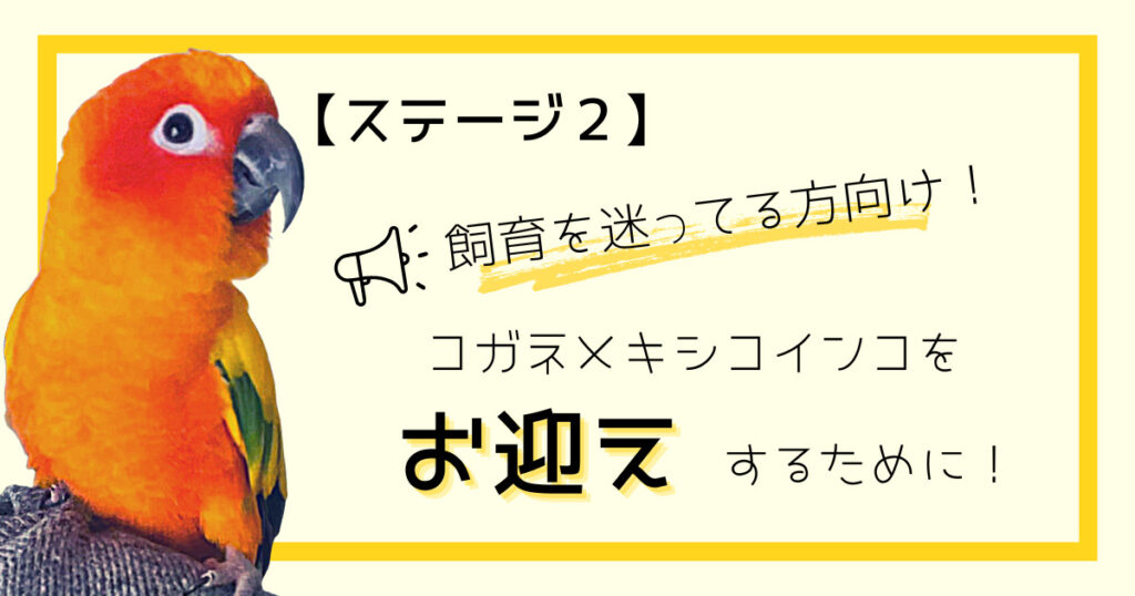 【ステージ2】飼育するか迷っている方向け！コガネメキシコインコをお迎えするために！