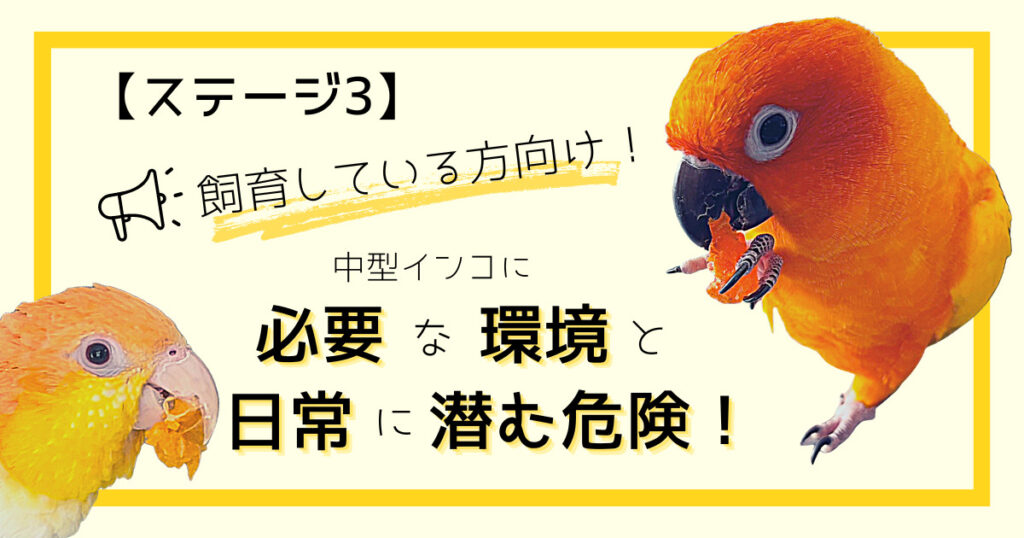 【ステージ3】飼育している方向け！中型インコに必要な環境と日常に潜む危険！