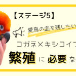 愛鳥の血を残したい方向け！コガネメキシコインコの繁殖に必要な条件