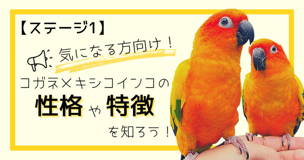 【ステージ1】気になる方向け！コガネメキシコインコの性格や特徴を知ろう！