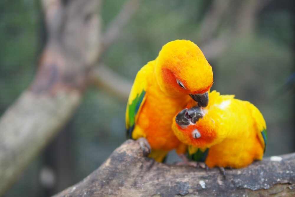 野生下のコガネメキシコインコ