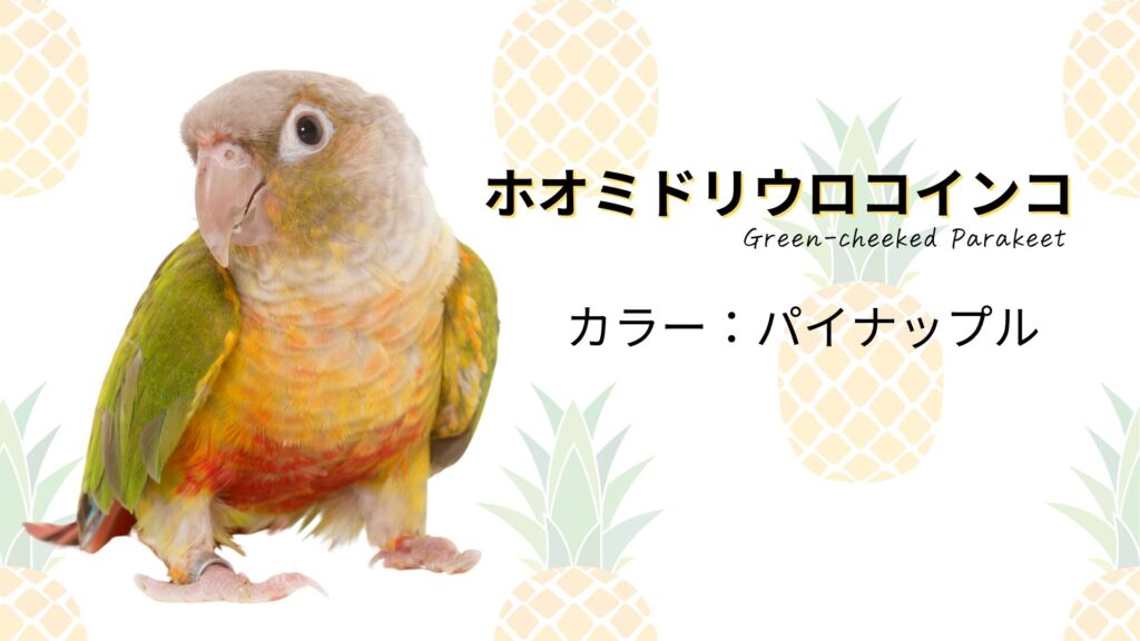 ホオミドリウロコインコ　パイナップルカラー