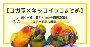 【コガネメキシコインコまとめ】長く一緒に暮らすための飼育方法をステージ別に解説