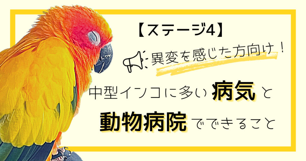 【ステージ4】異変を感じた方向け！中型インコに多い病気と動物病院でできること！