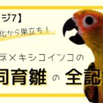 孵化から巣立ち！コガネメキシコインコの共同育雛の全記録