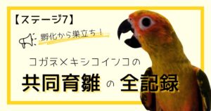 孵化から巣立ち！コガネメキシコインコの共同育雛の全記録